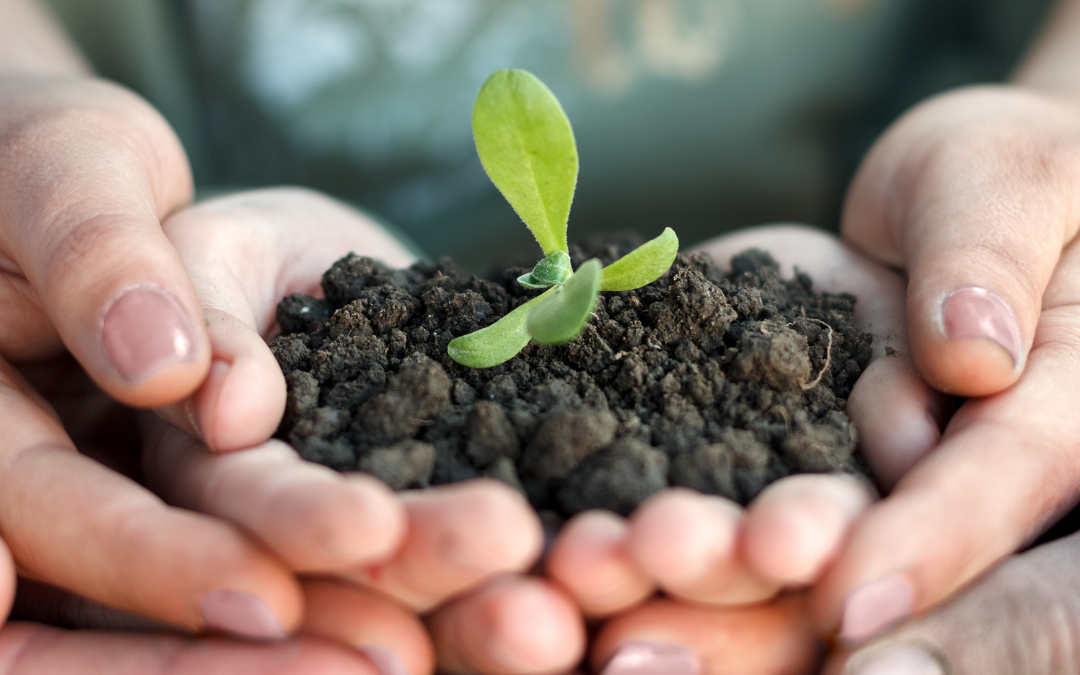 Pedagogía Verde: Una Experiencia Transformadora