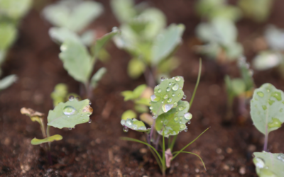 ¿Por qué Canarias necesita impulsar la agroecología y la soberanía alimentaria?