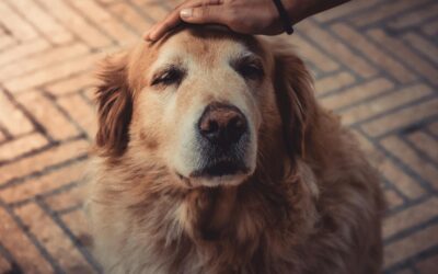 Fundación Canarina lanza la PRIMERA CONVOCATORIA de ayudas para la protección y el bienestar animal