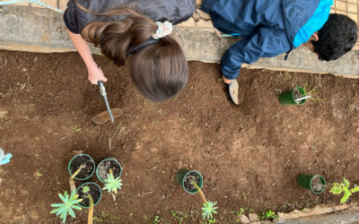 Los centros educativos y el cambio climático en Canarias