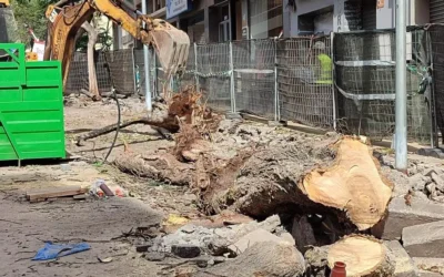 Zonas verdes y espacios urbanos en Canarias
