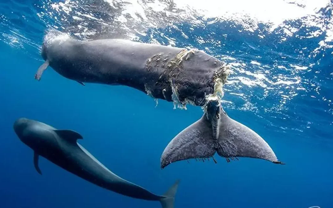Cetáceos en Canarias: un ecosistema en peligro