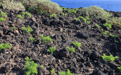 Los pisos de vegetación en Canarias. El cinturón halófilo costero.