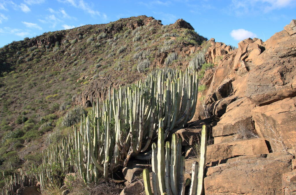 Pisos de vegetación en Canarias: el cardonal-tabaibal