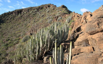 Pisos de vegetación en Canarias: el cardonal-tabaibal