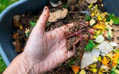 Lombricultura: transformando residuos en vida