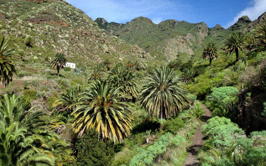 Pisos de vegetación en Canarias: el bosque termófilo