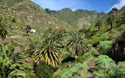 Pisos de vegetación en Canarias: el bosque termófilo