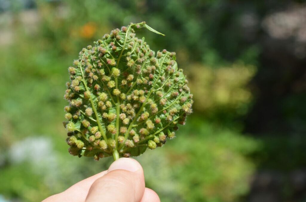 La amenaza de la filoxera en Canarias