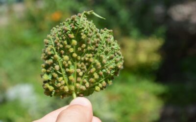 La amenaza de la filoxera en Canarias
