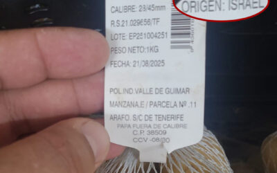 La papa israelí invade los mercados canarios: dumping, competencia desleal y amenaza a la soberanía alimentaria