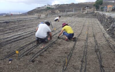 El ICIA y la Fundación Canarina colaboran en un ensayo sobre los beneficios agroecológicos del chícharo
