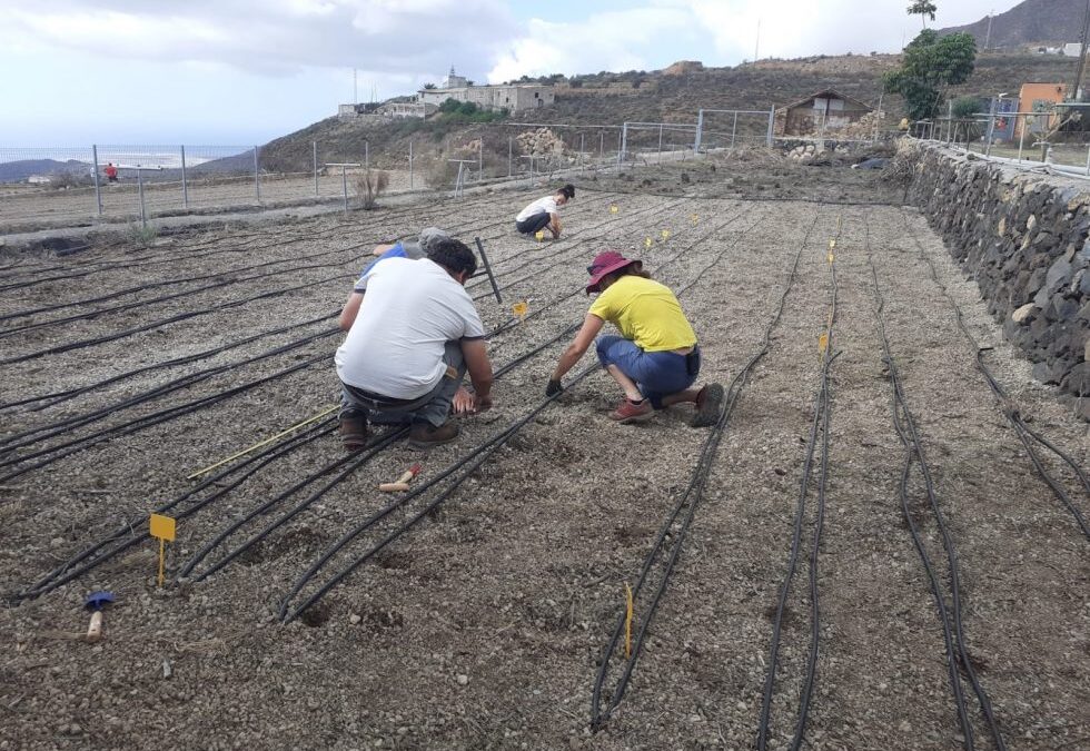 El ICIA y la Fundación Canarina colaboran en un ensayo sobre los beneficios agroecológicos del chícharo