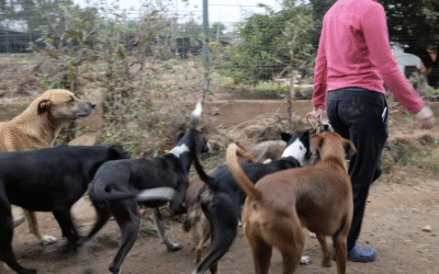 El refugio de ADEPAC, en riesgo: 300 perros podrían verse afectados