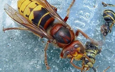 Avispa asiática en Canarias: una alerta para la biodiversidad y la apicultura