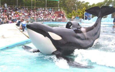 Traslado de orcas de Marineland a Tenerife y el debate sobre su futuro cautiverio