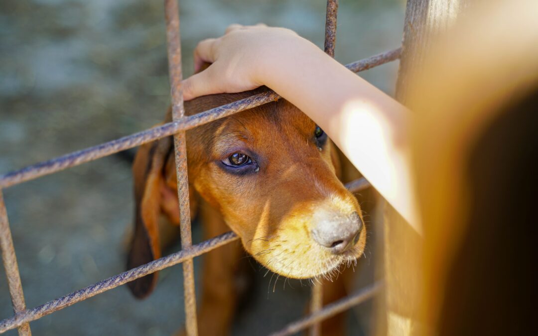 La Fundación Canarina abre la TERCERA CONVOCATORIA de Ayudas para la Protección y Bienestar Animal