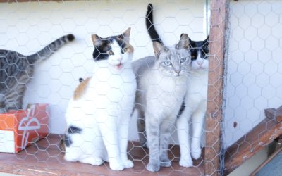 La Fundación Canarina resuelve su tercera convocatoria de ayudas para la protección animal