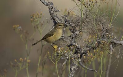 Aves, ciencia ciudadana y comunidad: arranca en Finca Tamaide un ciclo de censos de aves